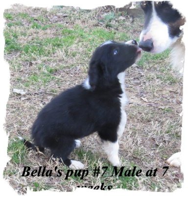 ABCA Black and White male Border Collie out of working stock